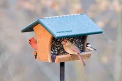 Wild Birds Unlimited Classic Feeder