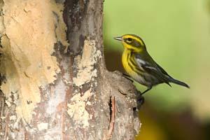 Townsend's Warbler